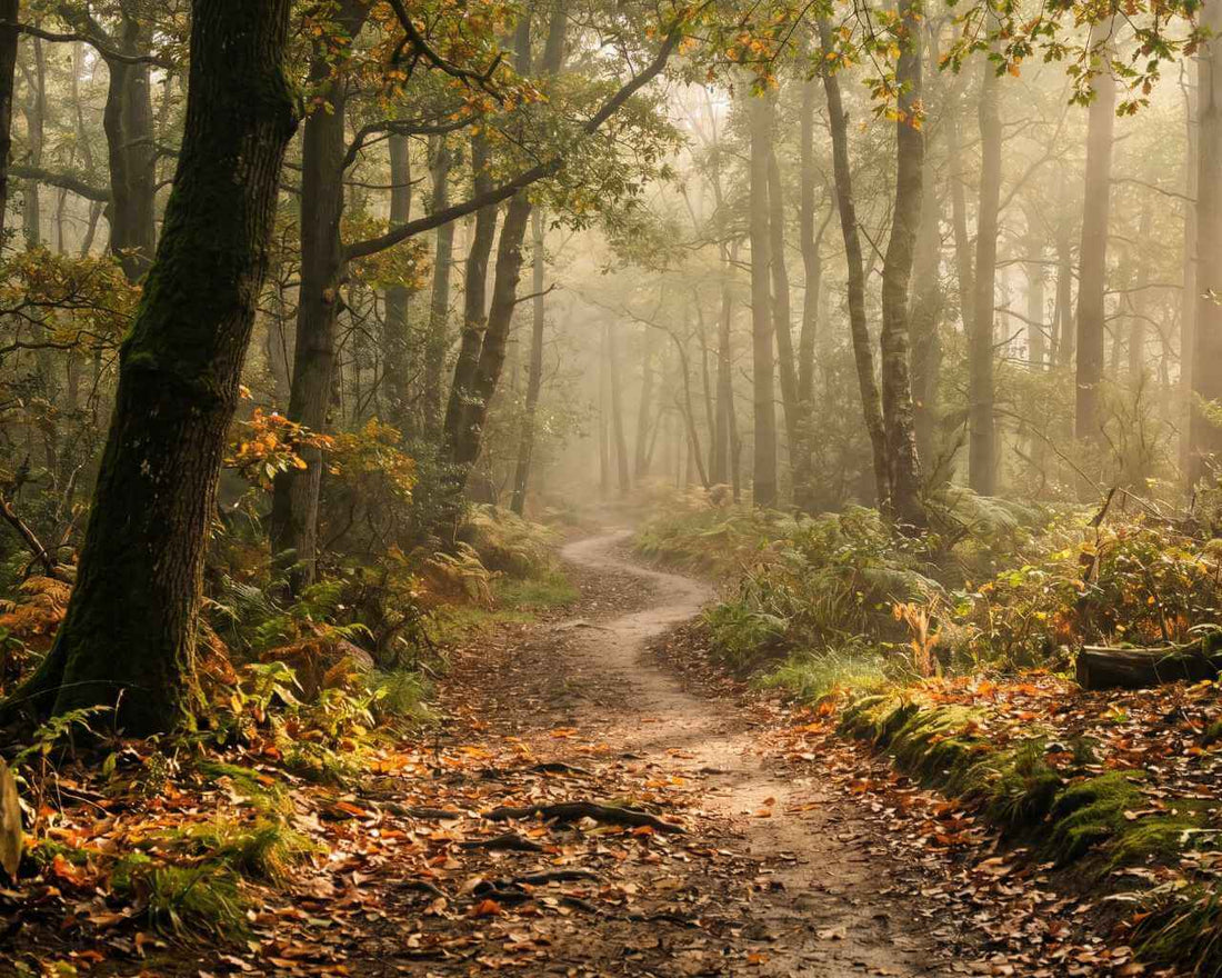 The Simple Joy of Going Outside
